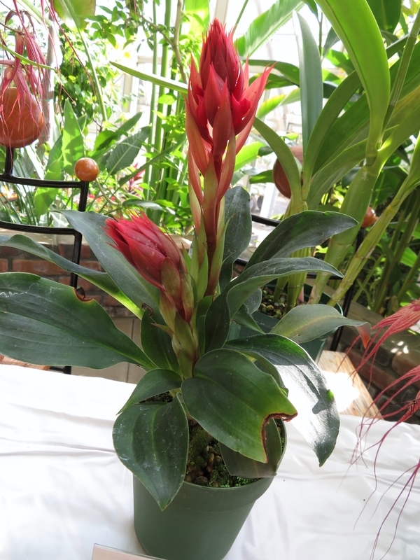 f:id:Nakano_Hitsuji:20211120101844j:plain