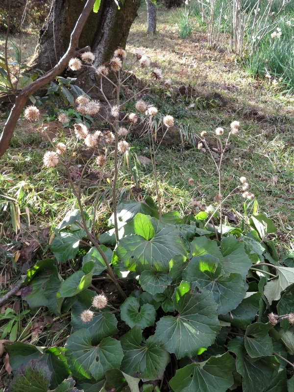 f:id:Nakano_Hitsuji:20220115142929j:plain