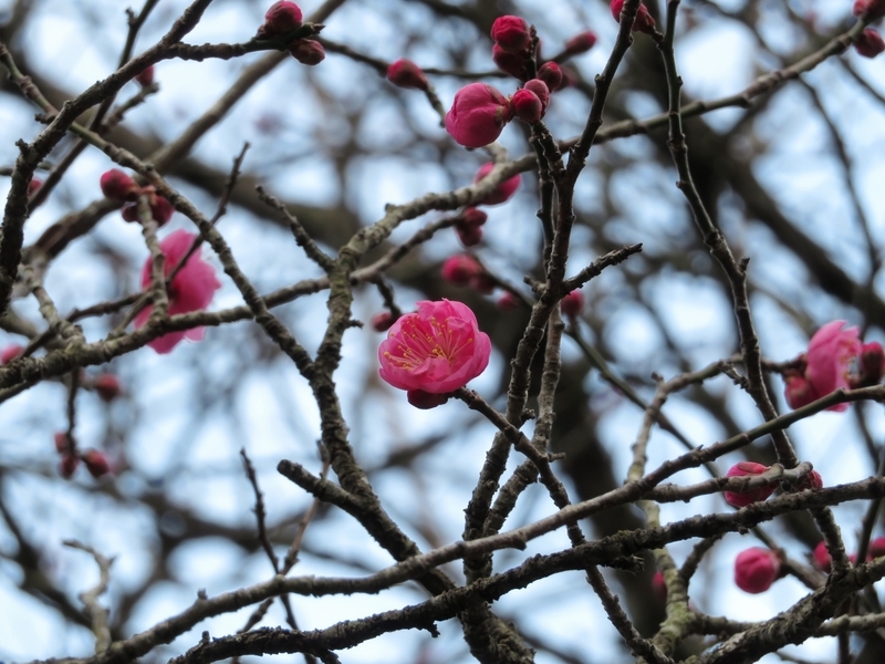 f:id:Nakano_Hitsuji:20220115144045j:plain