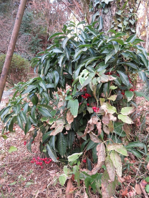 f:id:Nakano_Hitsuji:20220115144500j:plain