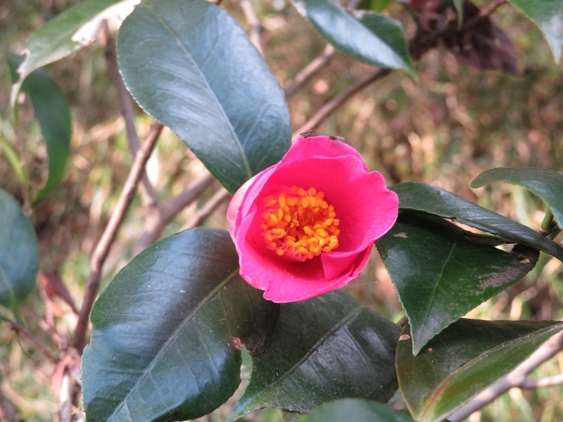 f:id:Nakano_Hitsuji:20220115144637j:plain