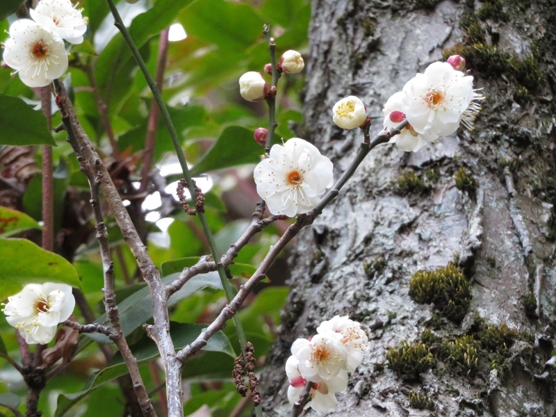 f:id:Nakano_Hitsuji:20220115144938j:plain