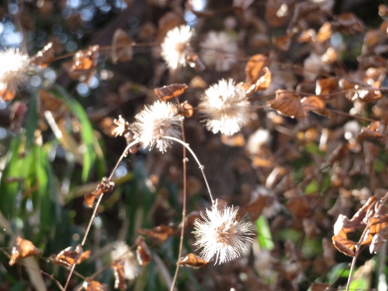 f:id:Nakano_Hitsuji:20220115145642j:plain