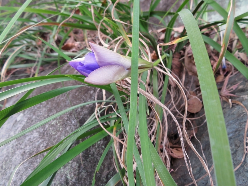 f:id:Nakano_Hitsuji:20220115151046j:plain