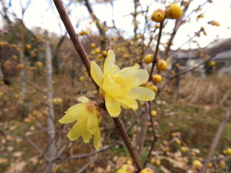 f:id:Nakano_Hitsuji:20220115151856j:plain