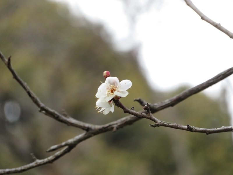 f:id:Nakano_Hitsuji:20220115152626j:plain