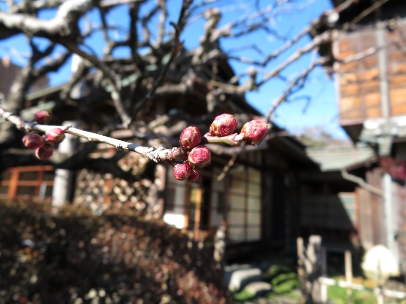 f:id:Nakano_Hitsuji:20220121132844j:plain