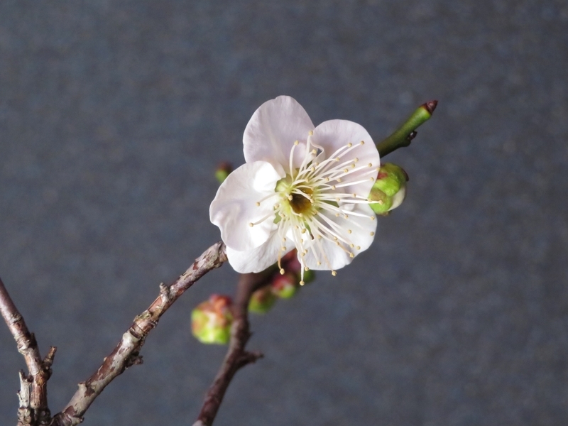 f:id:Nakano_Hitsuji:20220121134621j:plain