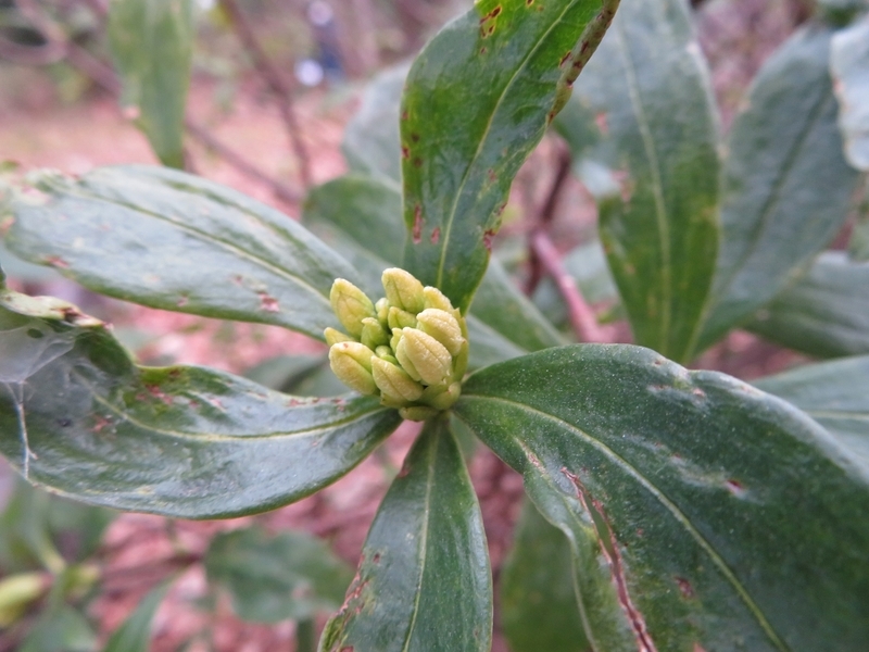 f:id:Nakano_Hitsuji:20220205145931j:plain