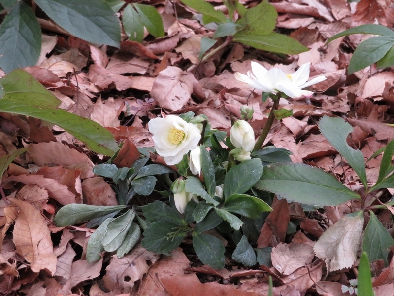 f:id:Nakano_Hitsuji:20220205150011j:plain