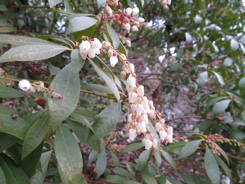 f:id:Nakano_Hitsuji:20220205150350j:plain