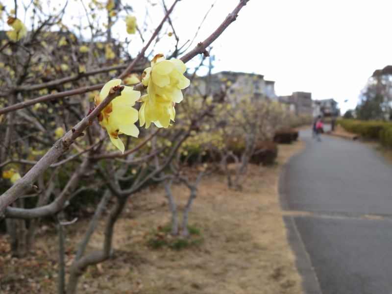 f:id:Nakano_Hitsuji:20220205150914j:plain