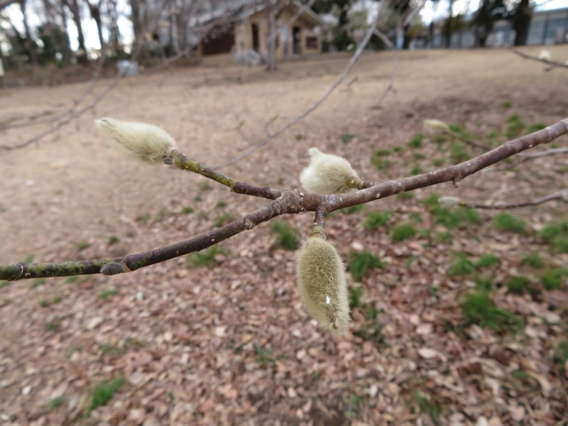 f:id:Nakano_Hitsuji:20220205152546j:plain