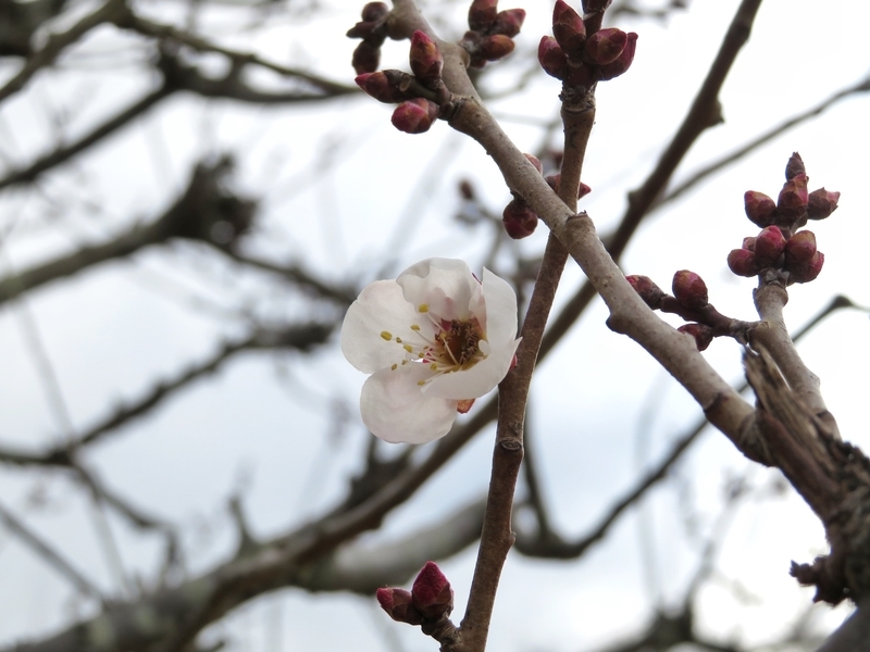 f:id:Nakano_Hitsuji:20220205153026j:plain