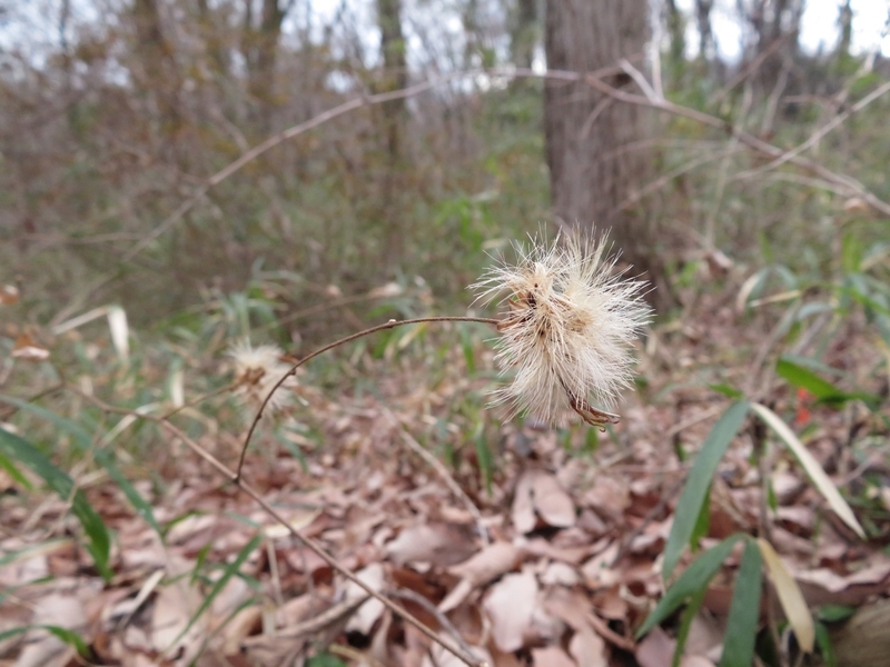 f:id:Nakano_Hitsuji:20220205153605j:plain