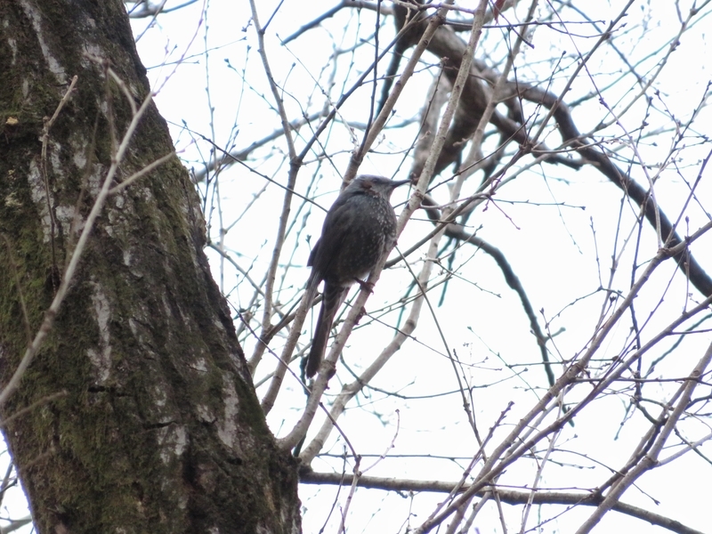 f:id:Nakano_Hitsuji:20220205153838j:plain