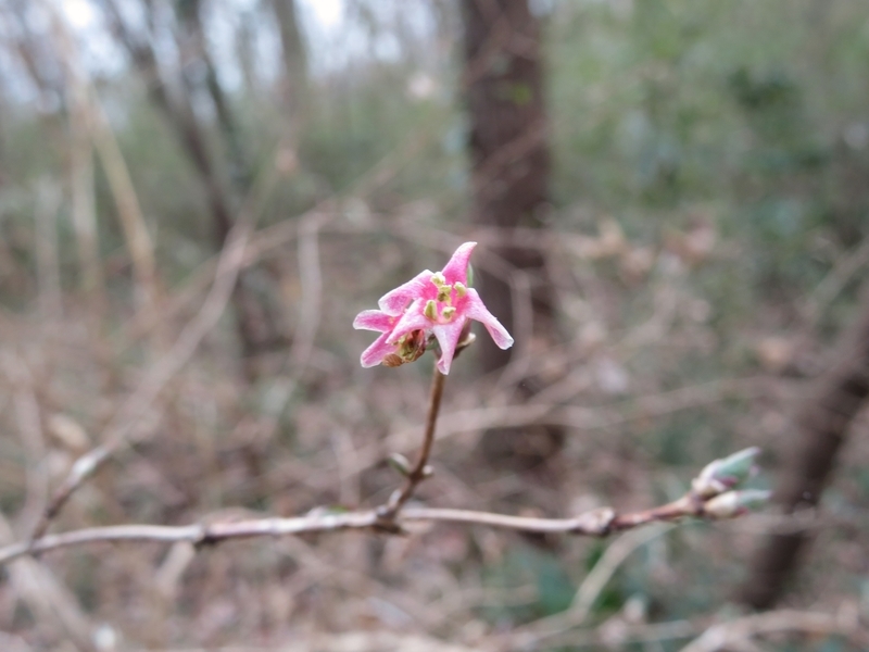 f:id:Nakano_Hitsuji:20220205154307j:plain