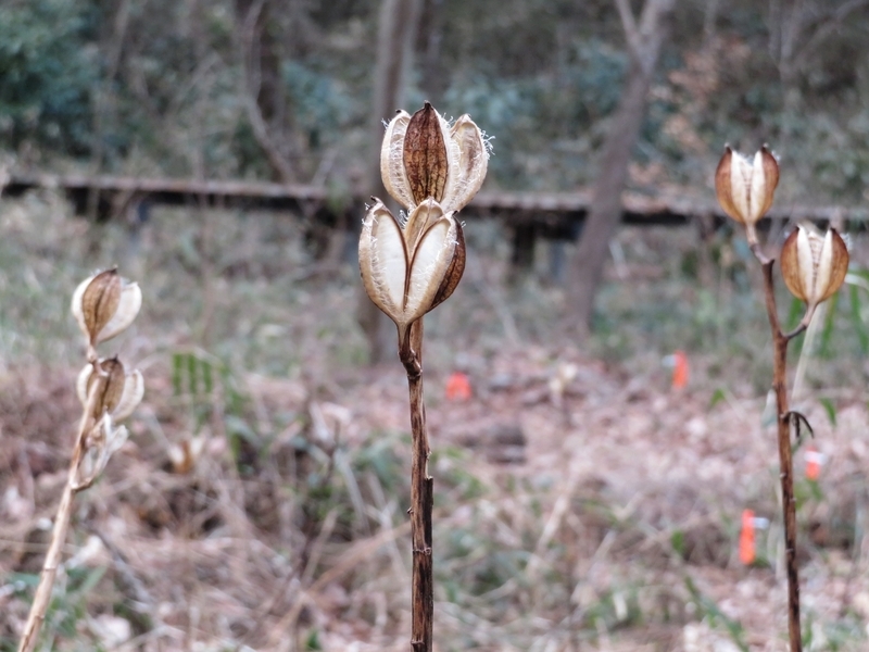 f:id:Nakano_Hitsuji:20220205154558j:plain