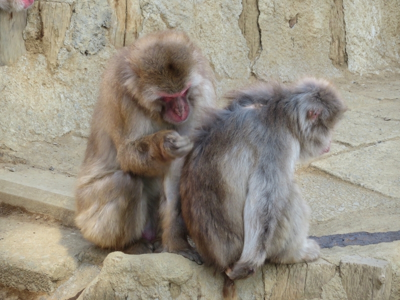 3月の高尾599ミュージアムと高尾山さる園・野草園に行ってきました