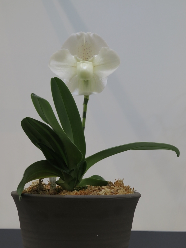 f:id:Nakano_Hitsuji:20220325115721j:plain