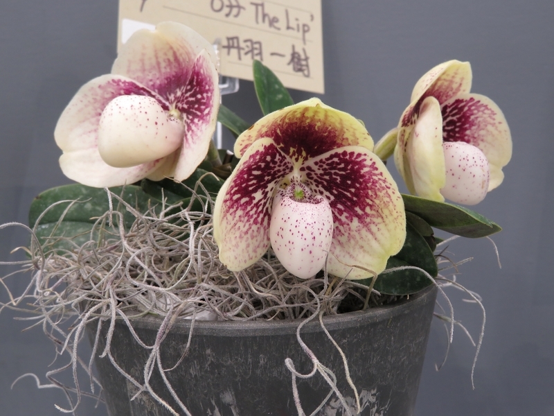 f:id:Nakano_Hitsuji:20220325120304j:plain