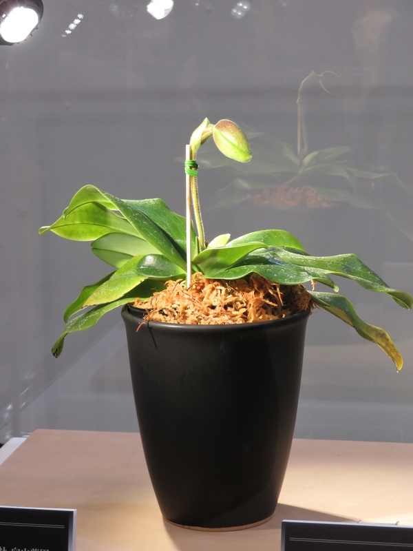 f:id:Nakano_Hitsuji:20220325121920j:plain