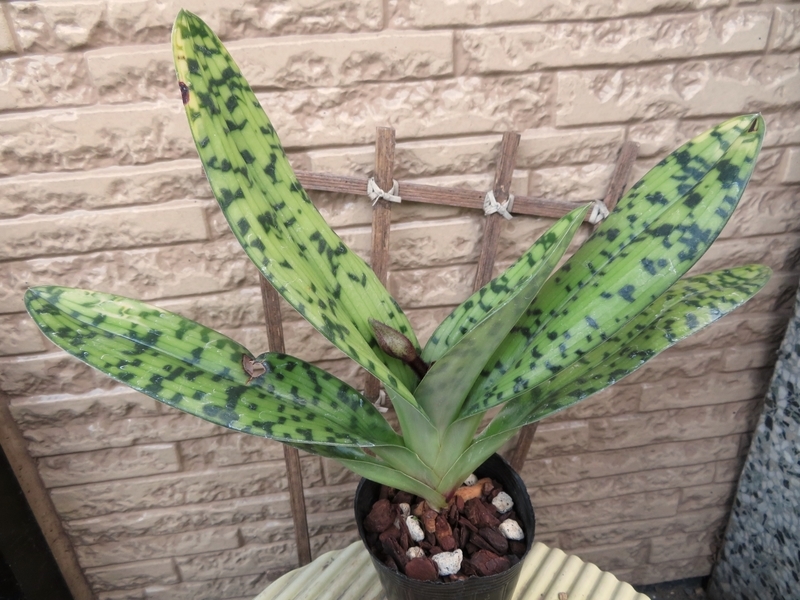 f:id:Nakano_Hitsuji:20220325172156j:plain