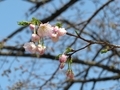 2022/03/30/サクラ「吉祥寺」