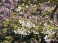 2022/03/30/サクラ「江戸彼岸×大島桜(三島の帝吉野)」