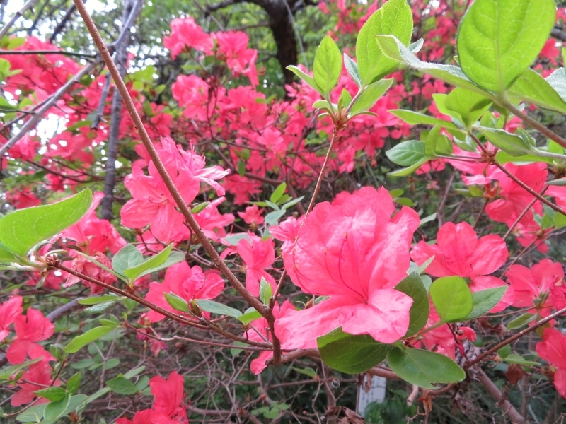 f:id:Nakano_Hitsuji:20220413162157j:plain