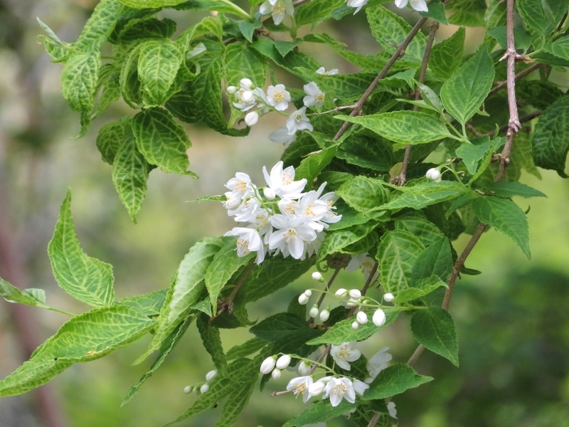 f:id:Nakano_Hitsuji:20220413162907j:plain