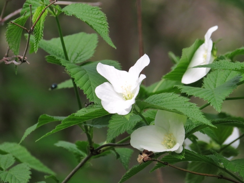 f:id:Nakano_Hitsuji:20220413163015j:plain