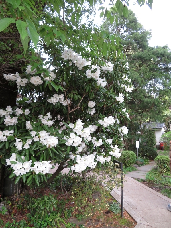 f:id:Nakano_Hitsuji:20220413163206j:plain