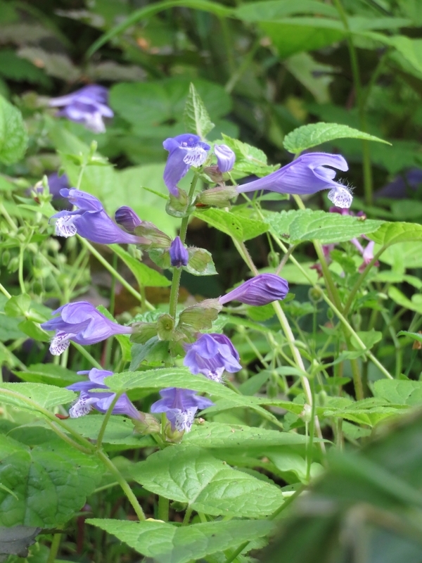 f:id:Nakano_Hitsuji:20220413163335j:plain