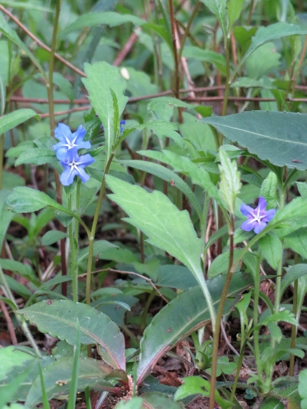 f:id:Nakano_Hitsuji:20220413163434j:plain