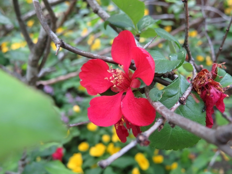 f:id:Nakano_Hitsuji:20220413163857j:plain