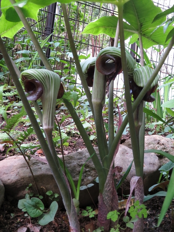 f:id:Nakano_Hitsuji:20220413164038j:plain