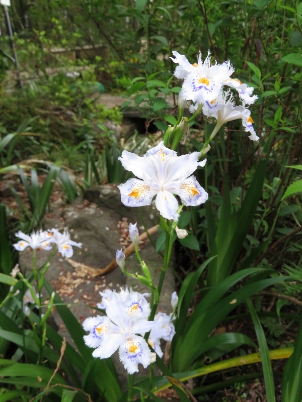 f:id:Nakano_Hitsuji:20220413164609j:plain