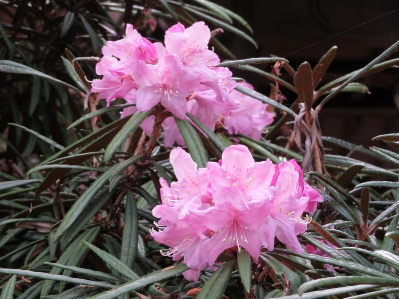 f:id:Nakano_Hitsuji:20220413164659j:plain