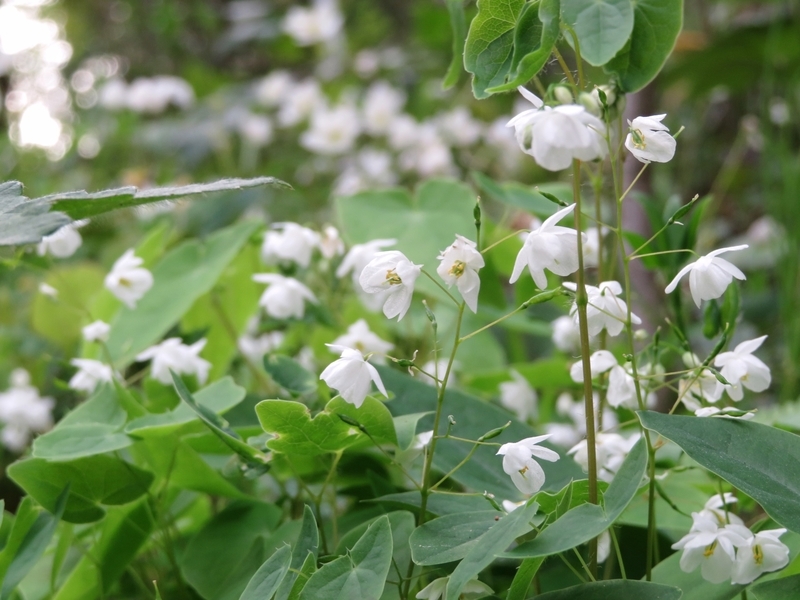 f:id:Nakano_Hitsuji:20220413164818j:plain