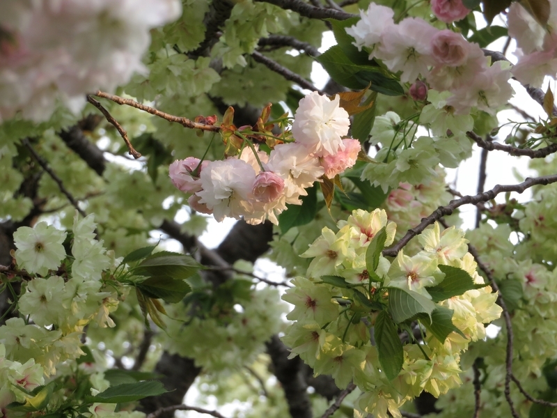 f:id:Nakano_Hitsuji:20220413171807j:plain