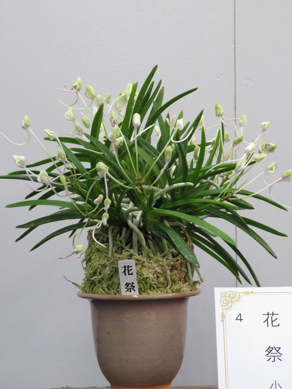 回富貴蘭回 忍冬（株立ち）