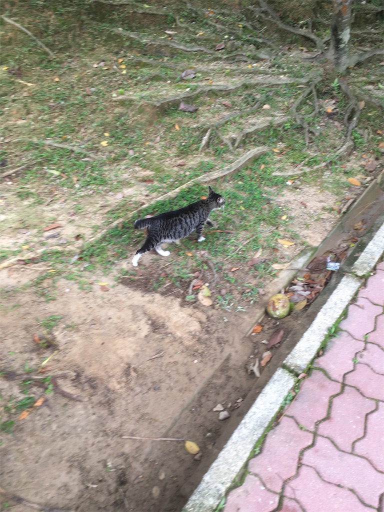 f:id:Namuami:20241110072535j:image