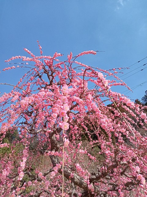 f:id:Namuami:20250307185805j:image