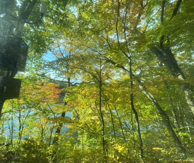 f:id:Nana-cat:20211029215825j:plain