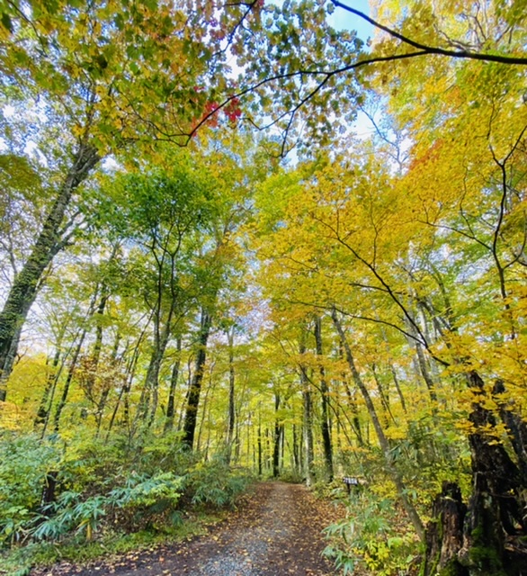 f:id:Nana-cat:20211029220153j:plain