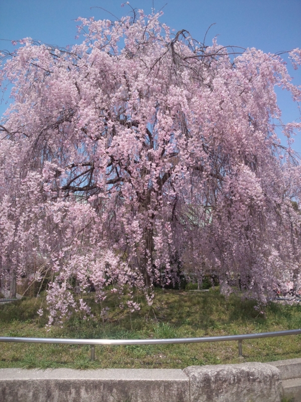 f:id:Nanako2525:20120417100953j:image:w250