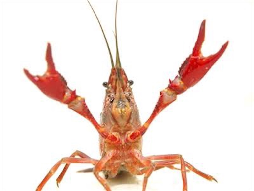 f:id:Nanasaki:20200604184905j:image f:id:Nanasaki:20200604184905j:image