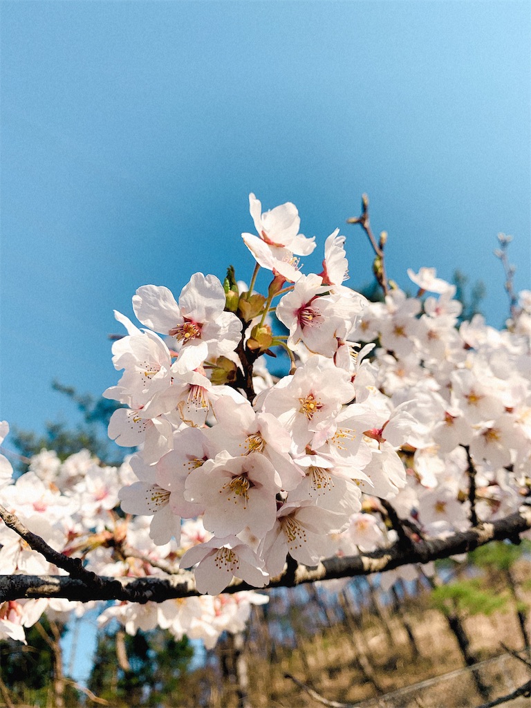 f:id:Nanase_road:20190418203246j:image f:id:Nanase_road:20190418203246j:image