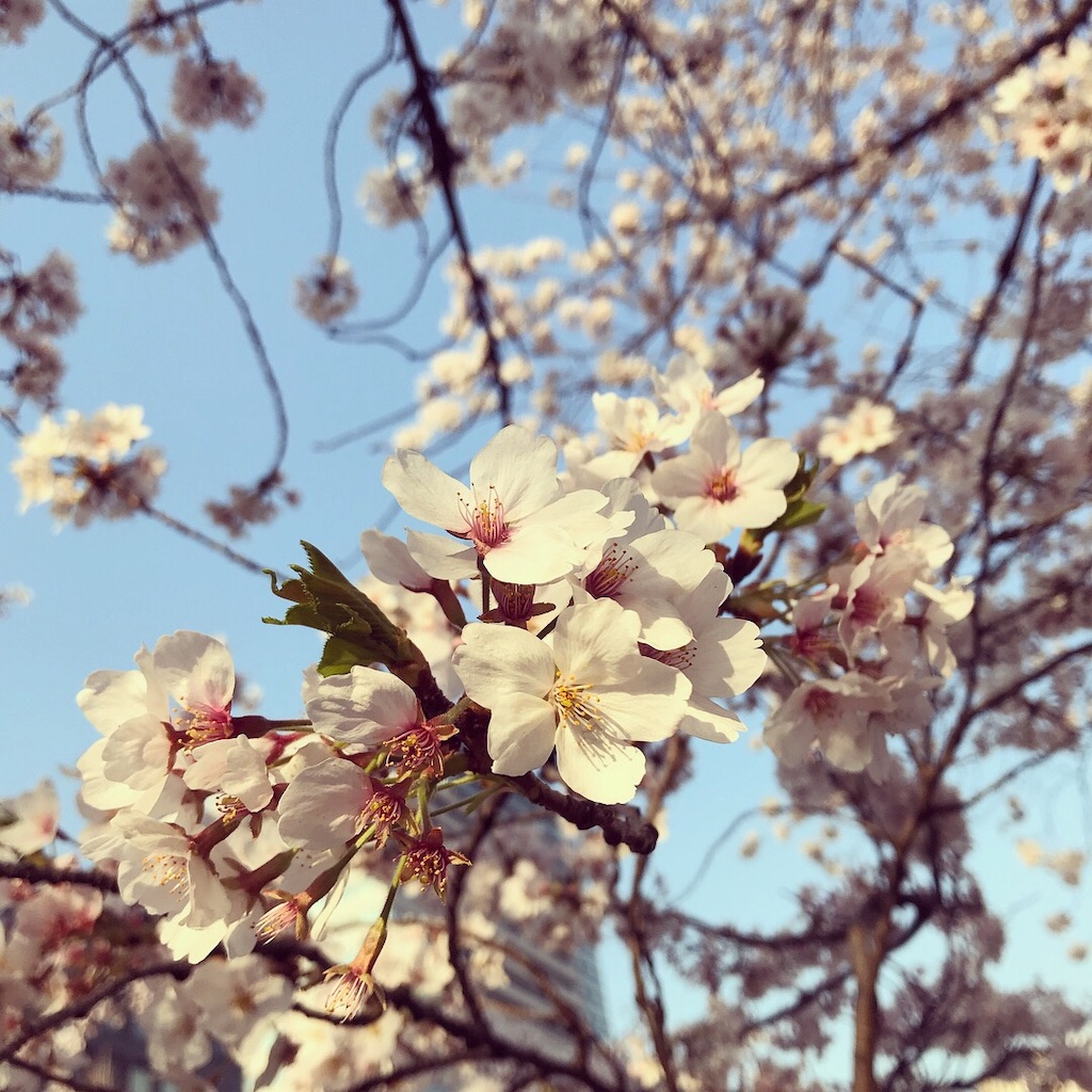 f:id:Nanavi7:20190318000421j:image